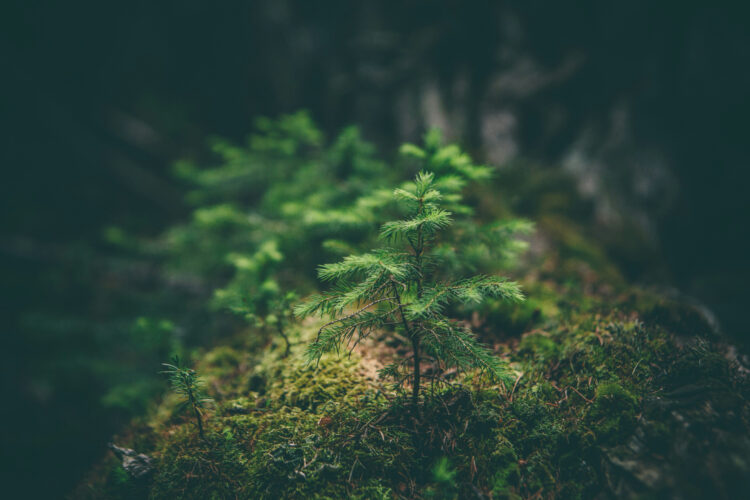 A taste of nature can  provide balance and calm during the workday